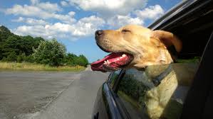 Eerste Vanaf daar Haalbaarheid Vieze hondengeur uit auto verwijderen | 10 super tips